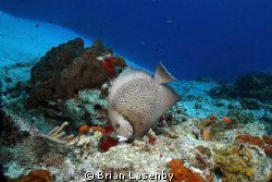 Gray angelfish in the crystal clear waters of Cozumel by Brian Lasenby 
